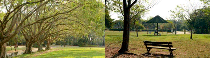 Parque dos Eucaliptos no Campo Limpo